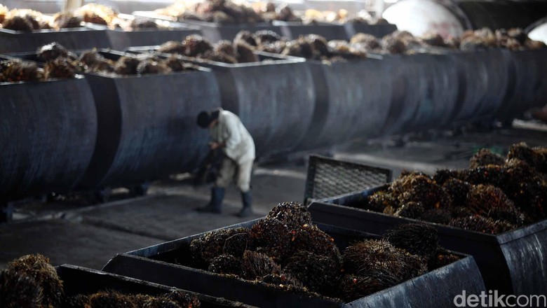 Jurus Pemerintah Bikin Industri Sawit RI Mendunia Jurus Pemerintah Bikin Industri Sawit RI Mendunia