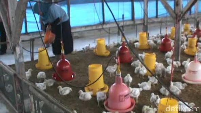 Bakal Ada Pabrik Bahan Baku Pakan Ternak Rp 6,6 T di KEK Sei Mangkei Bakal Ada Pabrik Bahan Baku Pakan Ternak Rp 6,6 T di KEK Sei Mangkei