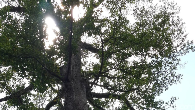 Pohon Angsana yang Timpa Satu Keluarga di Duren Sawit 