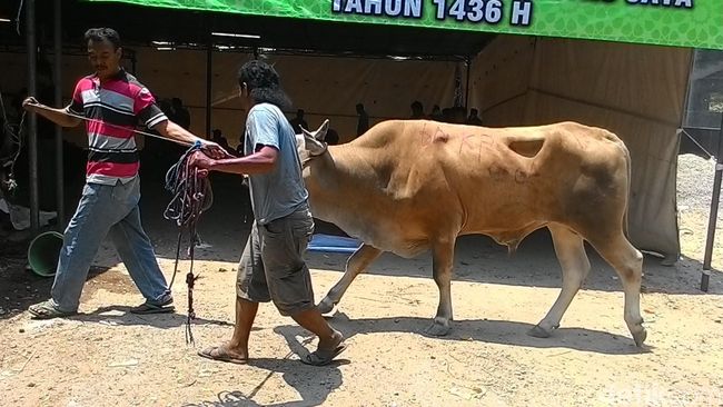 Penjagal Hewan Kurban Kewalahan Hadapi Amukan Sapi Di Polda Metro