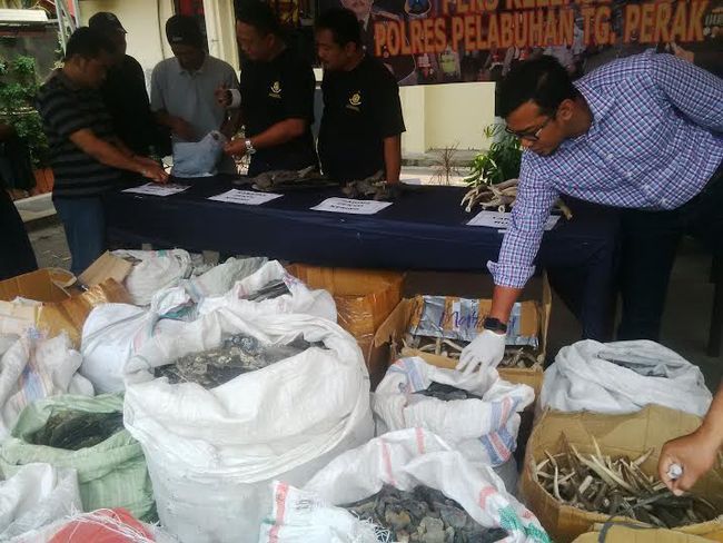 Penjual Tubuh Satwa yang Digerebek Polisi Berkedok 