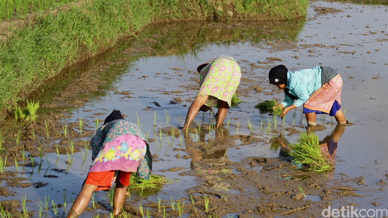 Petani akan Dapat Kartu Khusus untuk Beli Pupuk Subsidi Petani akan Dapat Kartu Khusus untuk Beli Pupuk Subsidi