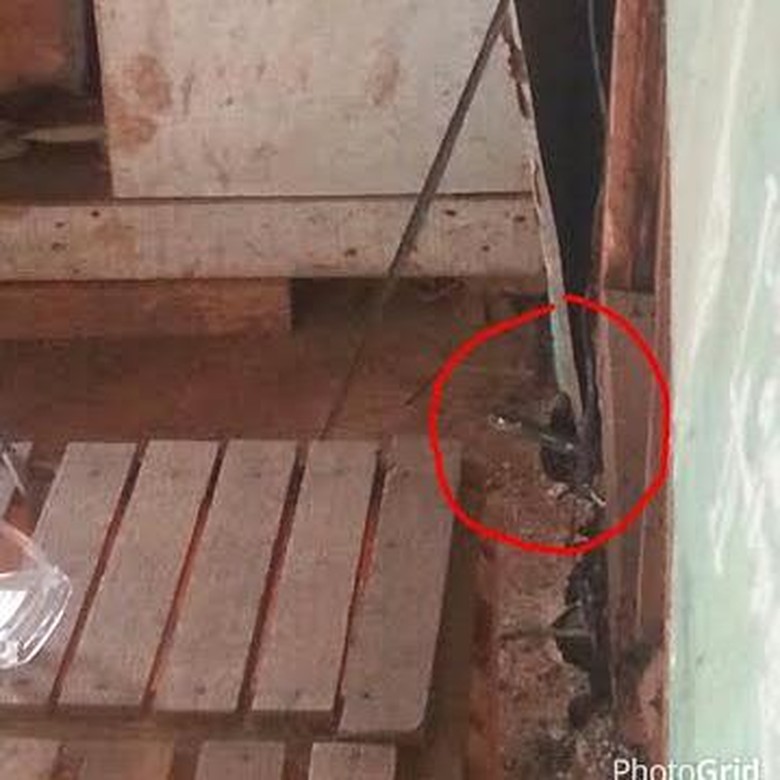 Ular yang tiba-tiba muncul dalam rumah