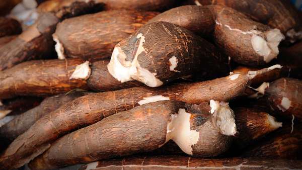 Pengusaha Impor Singkong untuk Industri Makanan dan Pakan Ternak Pengusaha Impor Singkong untuk Industri Makanan dan Pakan Ternak
