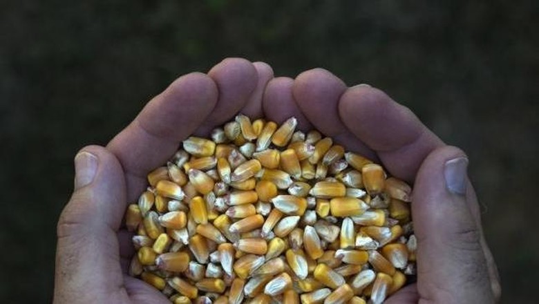 Ini Alasan Mentan Tahan Impor Jagung Meski Rugikan Peternak Ini Alasan Mentan Tahan Impor Jagung Meski Rugikan Peternak