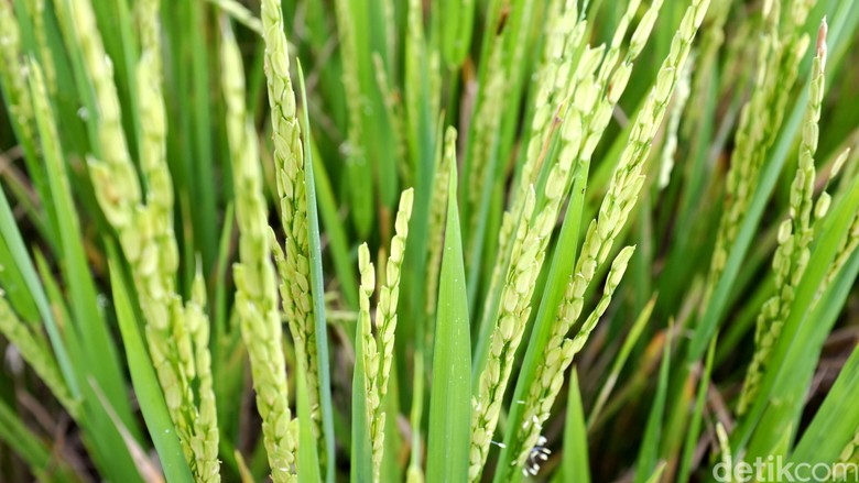 Harga Beras RI Lebih Mahal Karena Ongkos Produksinya Tinggi Harga Beras RI Lebih Mahal Karena Ongkos Produksinya Tinggi