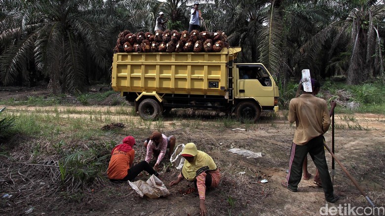 Eagle High Plantation Bangun Pabrik Kelapa Sawit di Papua Rp 160 M Eagle High Plantation Bangun Pabrik Kelapa Sawit di Papua Rp 160 M