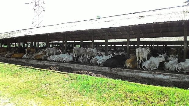 Dulu Buruh, Kini Peternak Ini Punya 1.000 Sapi