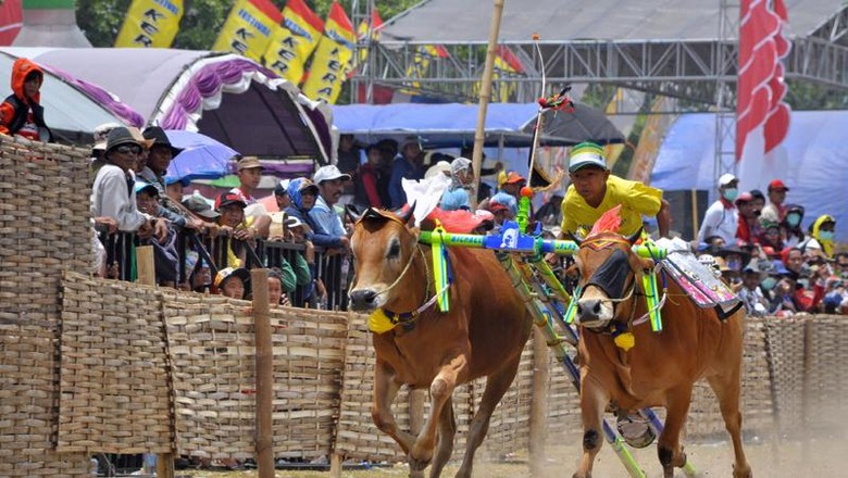 Festival Karapan Sapi di Madura | detiktravel