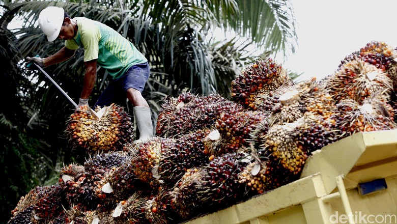 Produk Sawit Dijegal India, RI Bisa Tiru Langkah Malaysia Produk Sawit Dijegal India, RI Bisa Tiru Langkah Malaysia