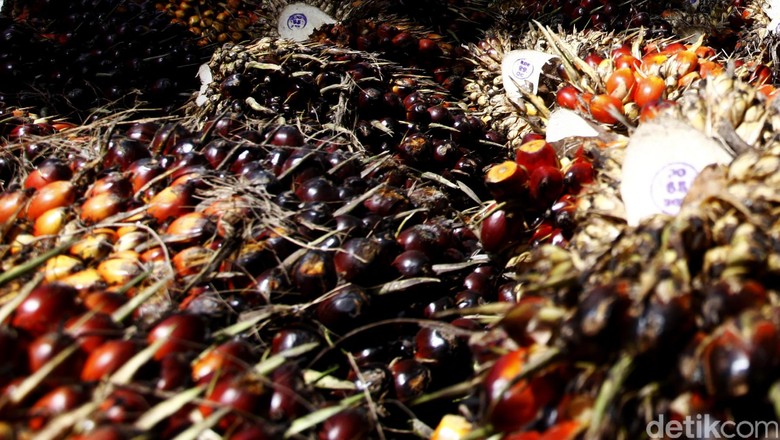 Kebun Sawit Sering Disebut Merusak Hutan dan Boros Air, Benarkah? Kebun Sawit Sering Disebut Merusak Hutan dan Boros Air, Benarkah?
