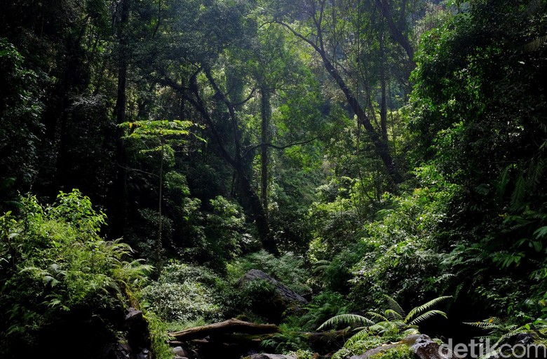 Kemen LHK: Tata Ruang Hutan Banyak Daerah Tak Berpihak ke 