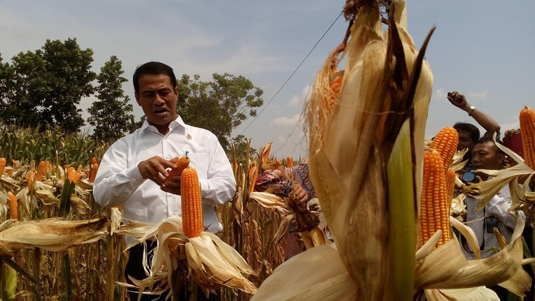 Mentan Klaim Tekan Impor Jagung Bisa Hemat Devisa Rp 12 T Mentan Klaim Tekan Impor Jagung Bisa Hemat Devisa Rp 12 T