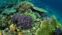 Saat Manado Diserbu Turis China Saat Manado Diserbu Turis China