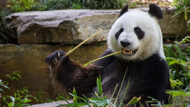 Taman Nasional Khusus Panda Akan Dibangun di China