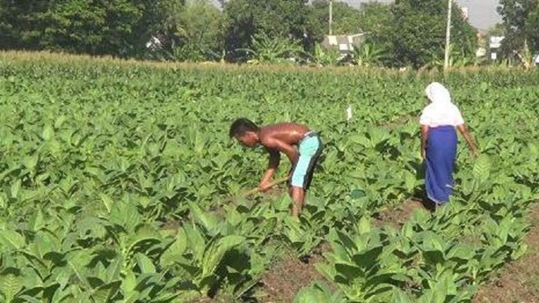 Petani Optimistis Panen Tembakau Tahun Ini Capai 80% Petani Optimistis Panen Tembakau Tahun Ini Capai 80%