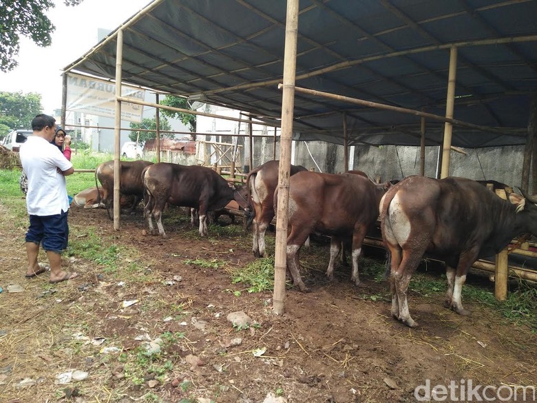 Jelang Idul Adha, Pedagang Hewan Kurban Mulai Menjamur di Jakarta Jelang Idul Adha, Pedagang Hewan Kurban Mulai Menjamur di Jakarta