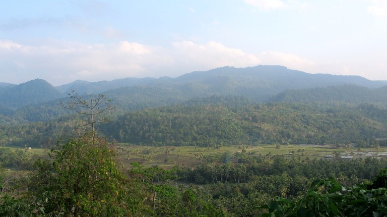 Gajah Liar Ditemukan Mati di Bengkalis Riau, Ada Luka Punggung Gajah Liar Ditemukan Mati di Bengkalis Riau, Ada Luka Punggung