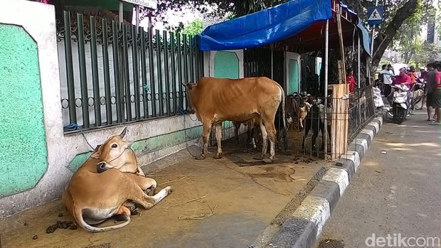 Harga Hewan Kurban Makin Mahal