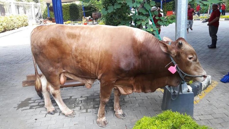 BI Kurbankan 2 Sapi Limosin BI Kurbankan 2 Sapi Limosin