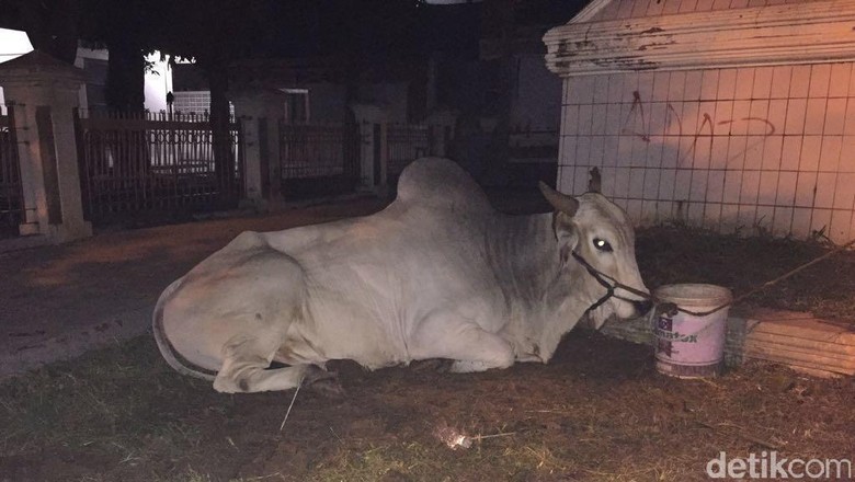 Presiden Jokowi Kurban Sapi Limousin di Masjid Agung Serang