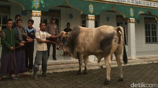 Jokowi Kirim Sapi Bull Berat 776 Kg untuk Warga Desa 