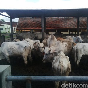 Tahun Lalu, 22.278 Ekor Sapi Betina Produktif Berakhir di Rumah Jagal