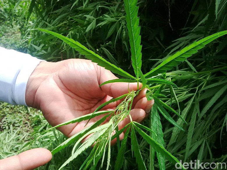BNN Temukan Ganja Varian Hibrida di Aceh BNN Temukan Ganja Varian Hibrida di Aceh