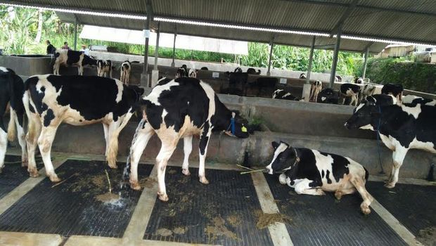 Mentan Blusukan ke Lereng Gunung Salak, Tinjau 