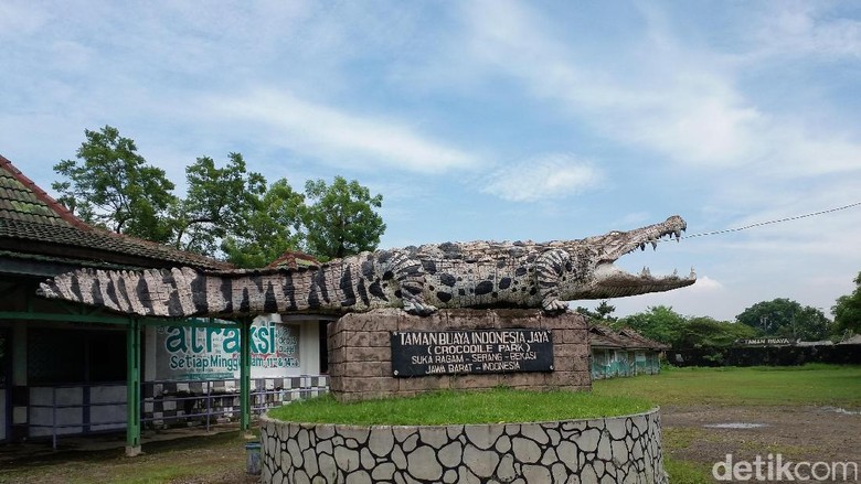 Buaya yang tengah berjemur (Inaya/detikTravel) Buaya yang tengah berjemur (Inaya/detikTravel)