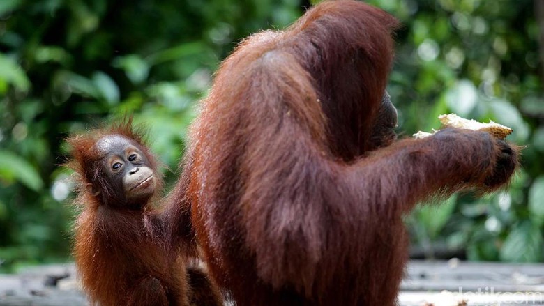 Menyapa Orangutan di Nyaru Menteng Palangka Raya Menyapa Orangutan di Nyaru Menteng Palangka Raya