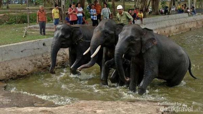 Gajah terlatih di Way Kambas (Rasuane Noor/dTraveler) Gajah terlatih di Way Kambas (Rasuane Noor/dTraveler)