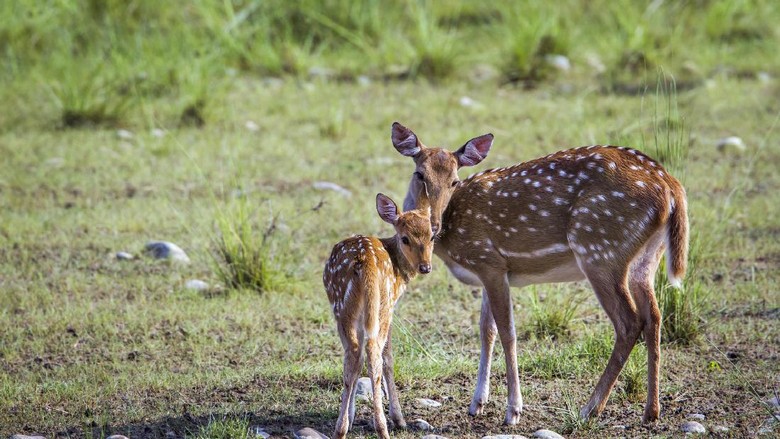 Foto: Ilustrasi (Thinkstock) Foto: Ilustrasi (Thinkstock)