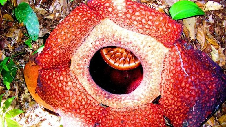 Bunga Rafflesia arnoldii yang ajaib dari Bengkulu (Merza Gamal/dTraveler) Bunga Rafflesia arnoldii yang ajaib dari Bengkulu (Merza Gamal/dTraveler)