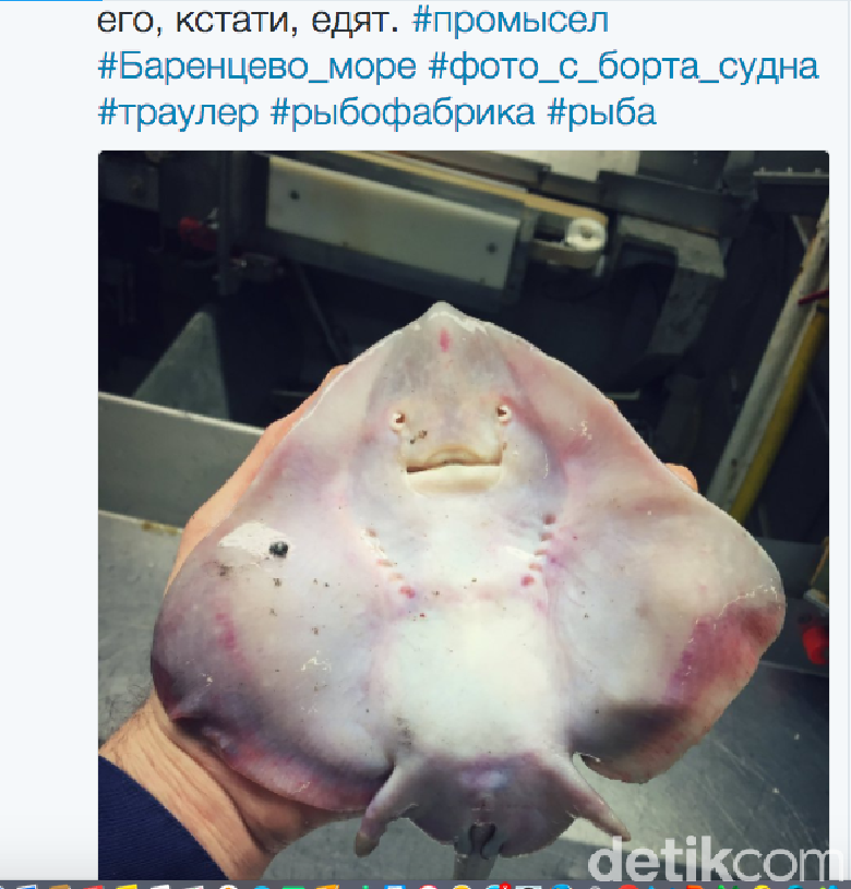 Laut Ekstrem dan Hewan-hewan Aneh Bak Alien Temuan Nelayan Rusia Laut Ekstrem dan Hewan-hewan Aneh Bak Alien Temuan Nelayan Rusia