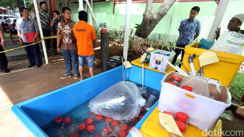 Susi: Tangkap Penyelundup Benih Lobster! Susi: Tangkap Penyelundup Benih Lobster!