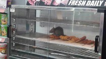 Hiii..! Viral Tikus Gemuk di Makanan Siap Saji Sevel Malaysia