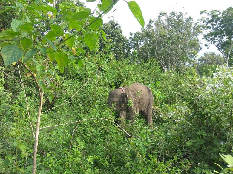 Gajah Liar Mengamuk Rusak 5 Rumah di Bener Meriah Gajah Liar Mengamuk Rusak 5 Rumah di Bener Meriah