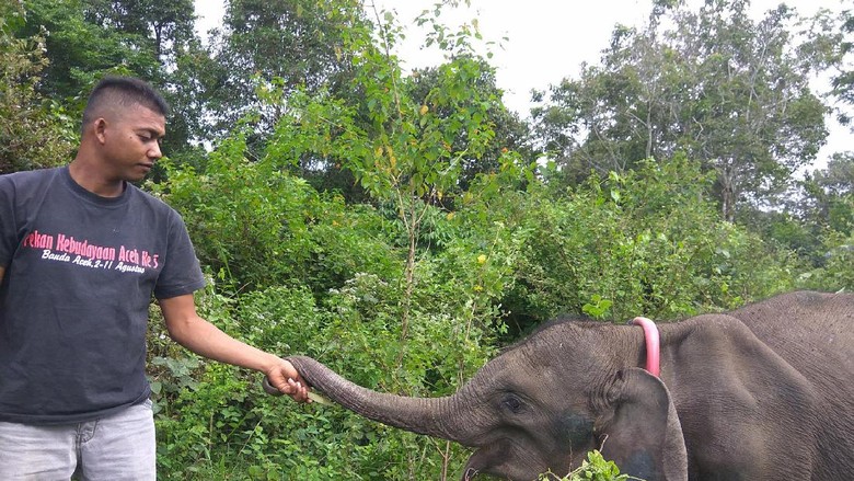 Cerita Jamal 20 Tahun Merawat dan Melatih Gajah Liar untuk Pengusiran Cerita Jamal 20 Tahun Merawat dan Melatih Gajah Liar untuk Pengusiran