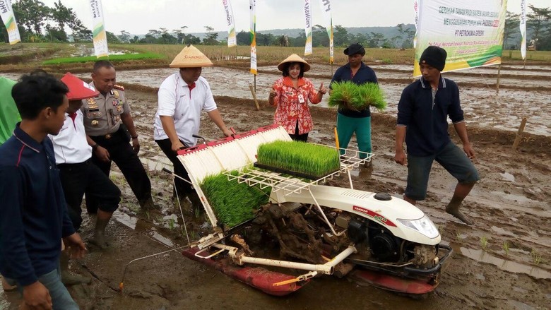 Tingkatkan Produksi Padi, Petani Semarang Manfaatkan Sistem Jarwo Tingkatkan Produksi Padi, Petani Semarang Manfaatkan Sistem Jarwo