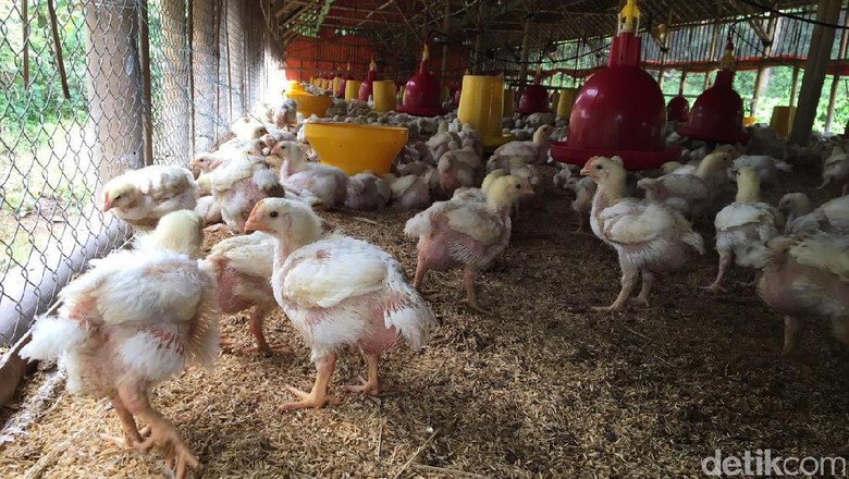 Charoen Pangkas 40% Produksi DOC Selama Lebaran Charoen Pangkas 40% Produksi DOC Selama Lebaran