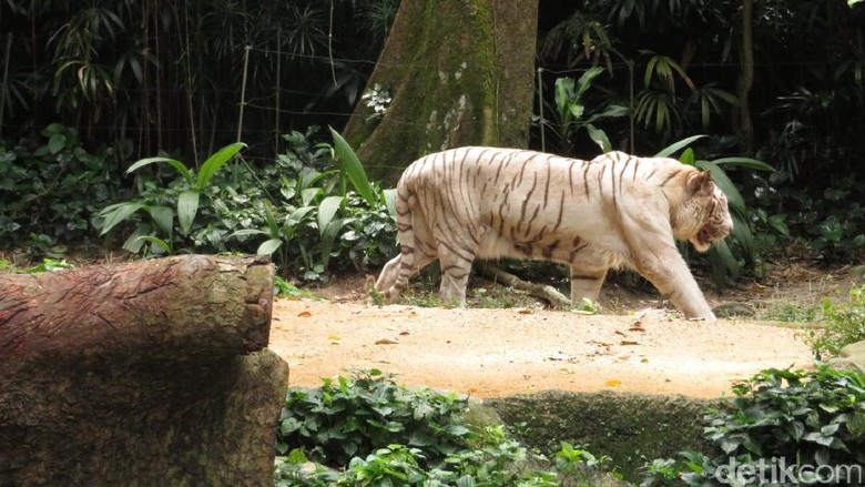 Foto: (Andhika Dwi/detikTravel) Foto: (Andhika Dwi/detikTravel)