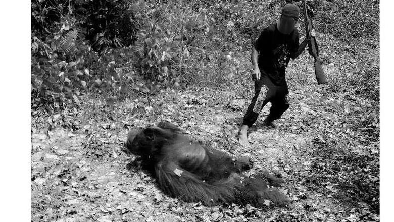 Anggota DPR Terima Aduan Orangutan di Kalteng Dibunuh dan Dimasak Anggota DPR Terima Aduan Orangutan di Kalteng Dibunuh dan Dimasak