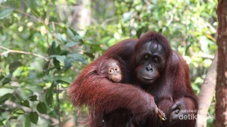 Foto: Orangutan, satwa endemik Indonesia yang terancam punah (Debora Kusumadewi/dTraveler) Foto: Orangutan, satwa endemik Indonesia yang terancam punah (Debora Kusumadewi/dTraveler)