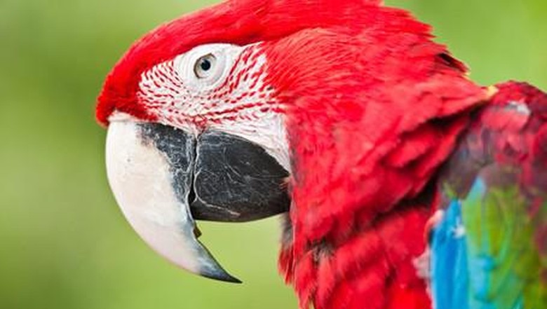 Ilustrasi Burung Nuri Raja (Thinkstock) Ilustrasi Burung Nuri Raja (Thinkstock)