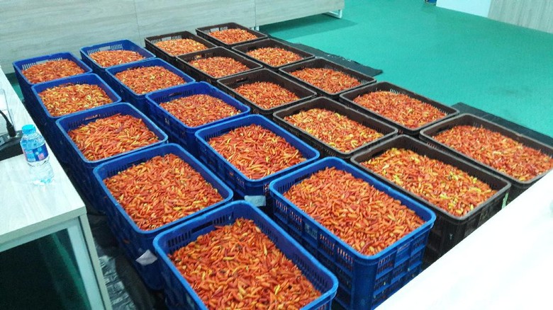 Tersangka Kasus Permainan Harga Cabai Rawit Merah Tambah Jadi 4 Orang Tersangka Kasus Permainan Harga Cabai Rawit Merah Tambah Jadi 4 Orang