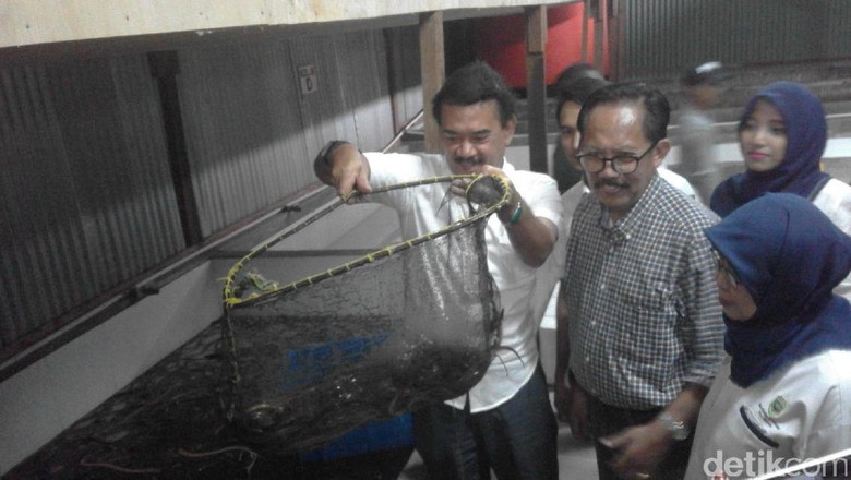 RI Ekspor Belut ke China 1 Ton/Hari RI Ekspor Belut ke China 1 Ton/Hari