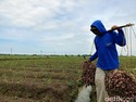 50% Produksi Pangan RI Masih Terpusat di Pulau Jawa