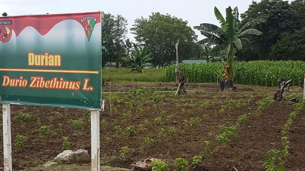 'Menambang' Emas Hijau dan Emas Biru di Maluku