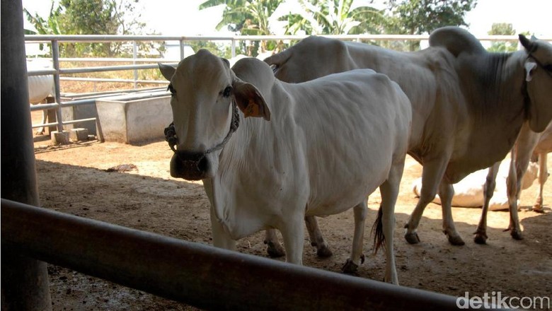 Kementan Dorong Kalbar Diversivikasi Kebutuhan Protein Hewani Kementan Dorong Kalbar Diversivikasi Kebutuhan Protein Hewani